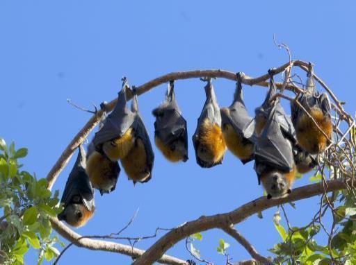 Living with flying foxes