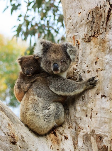When koalas are on the move and breeding